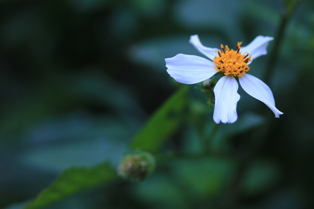 純白の花
