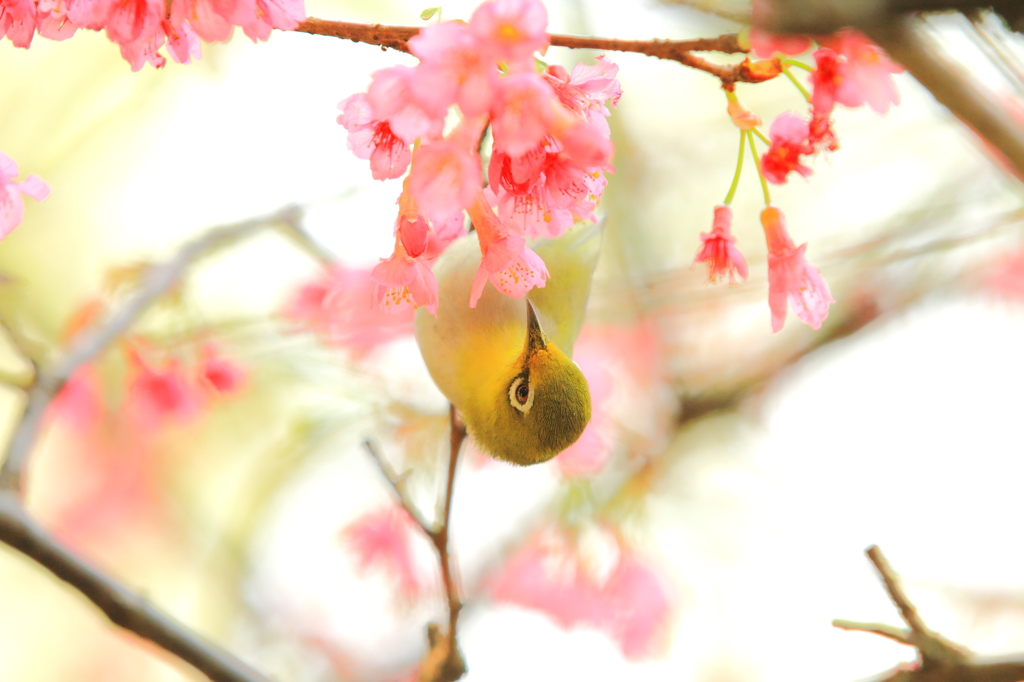 カンヒサクラの蜜をほおばるメジロ