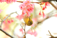 カンヒサクラの蜜をほおばるメジロ