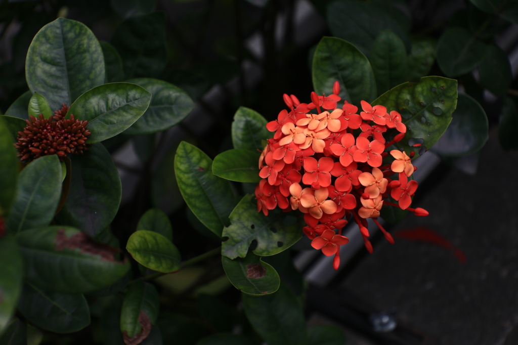 サンタンカ (Chinese ixora)