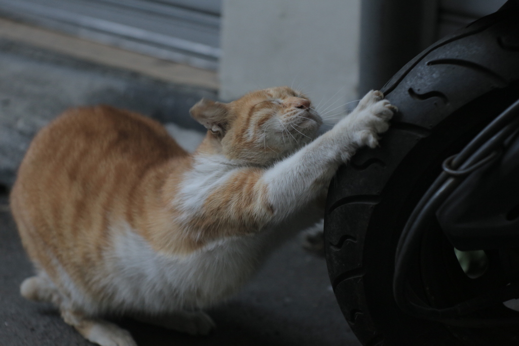 スクーターのタイヤで爪を磨く野良猫