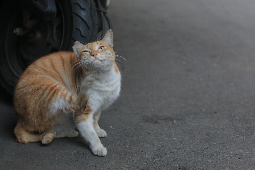 かきかき中の野良猫