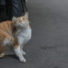 かきかき中の野良猫