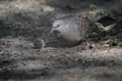 2014.02.28 台北萬慶公園 キジバト