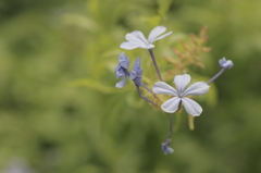 紫色のお花