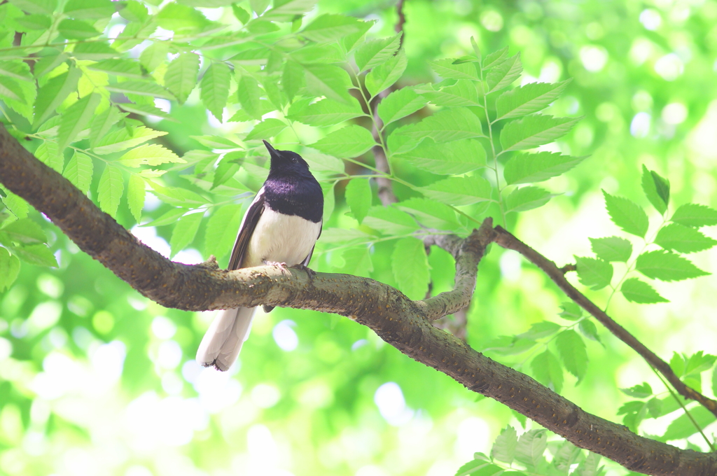 2014.04.05 台北 萬慶公園 シキチョウ (鵲鴝) 雄鳥