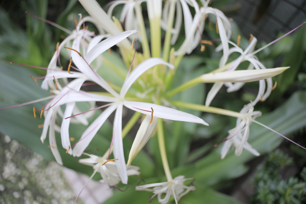 純白の花