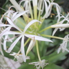 純白の花