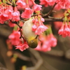ヒカンザクラの蜜を吸うメジロ