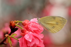 台北228公園のサクラ