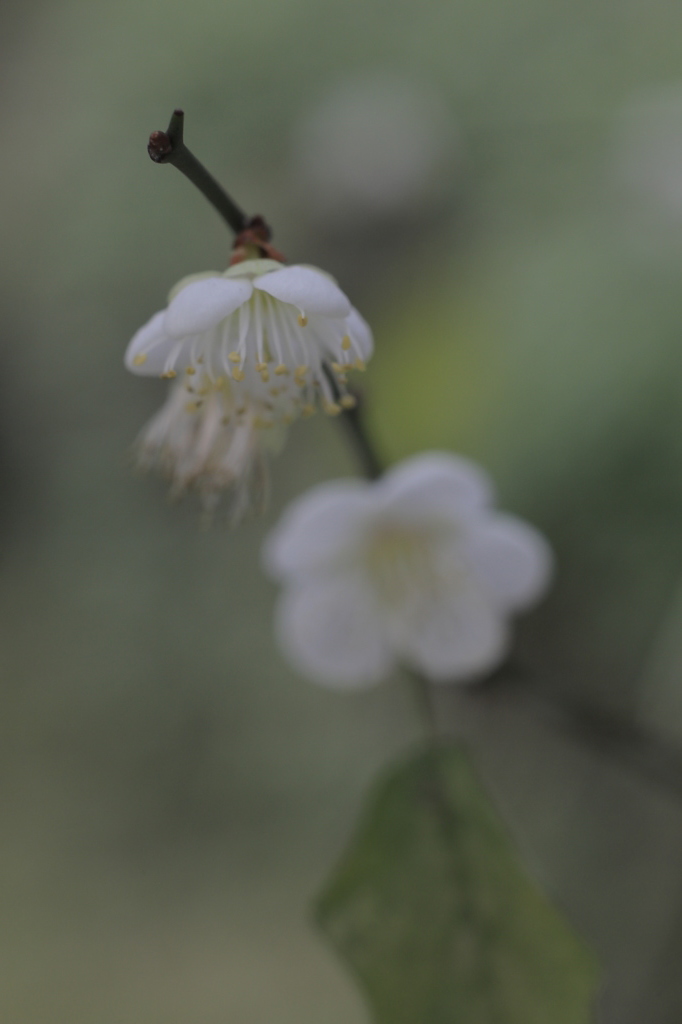 2014.01.16 台大醫院舊館 梅花