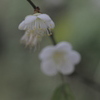 2014.01.16 台大醫院舊館 梅花