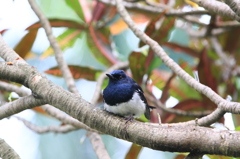 休息中のシキチョウ