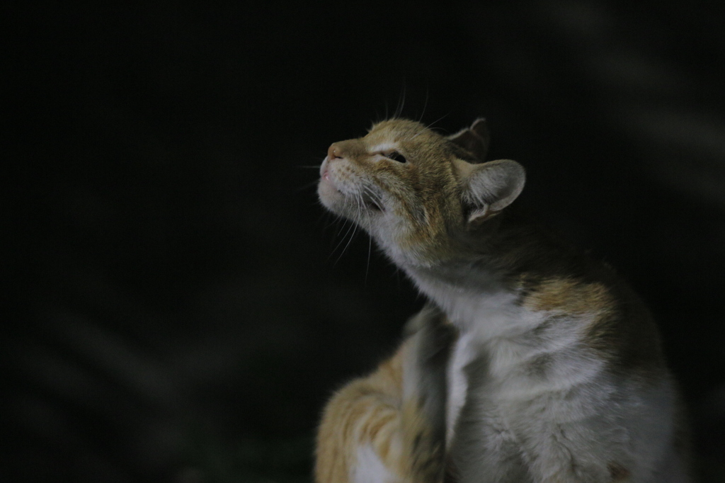 毛繕いをしている野良猫