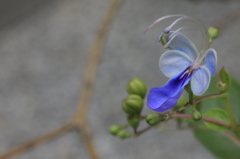 青い花
