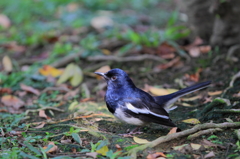 台北228公園のシキチョウ（オス）