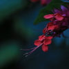 深紅の花