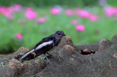 羽毛も生え変わり一人前になりつつあるシキチョウ