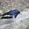 台北228公園のシキチョウ