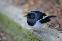 台北228公園のシキチョウ (オス)