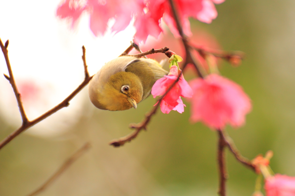 ヒカンザクラの蜜を吸うメジロ