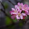 2014.03.31 台北京站周邊の櫻