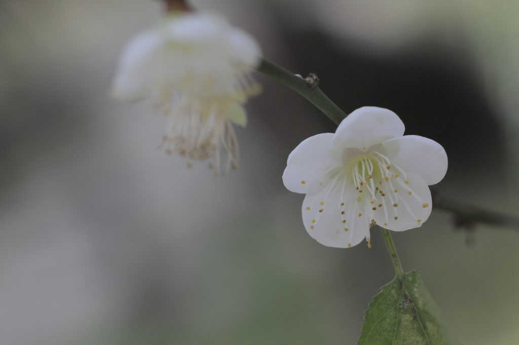 2014.01.16 台大醫院舊館 梅花