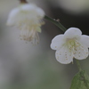 2014.01.16 台大醫院舊館 梅花