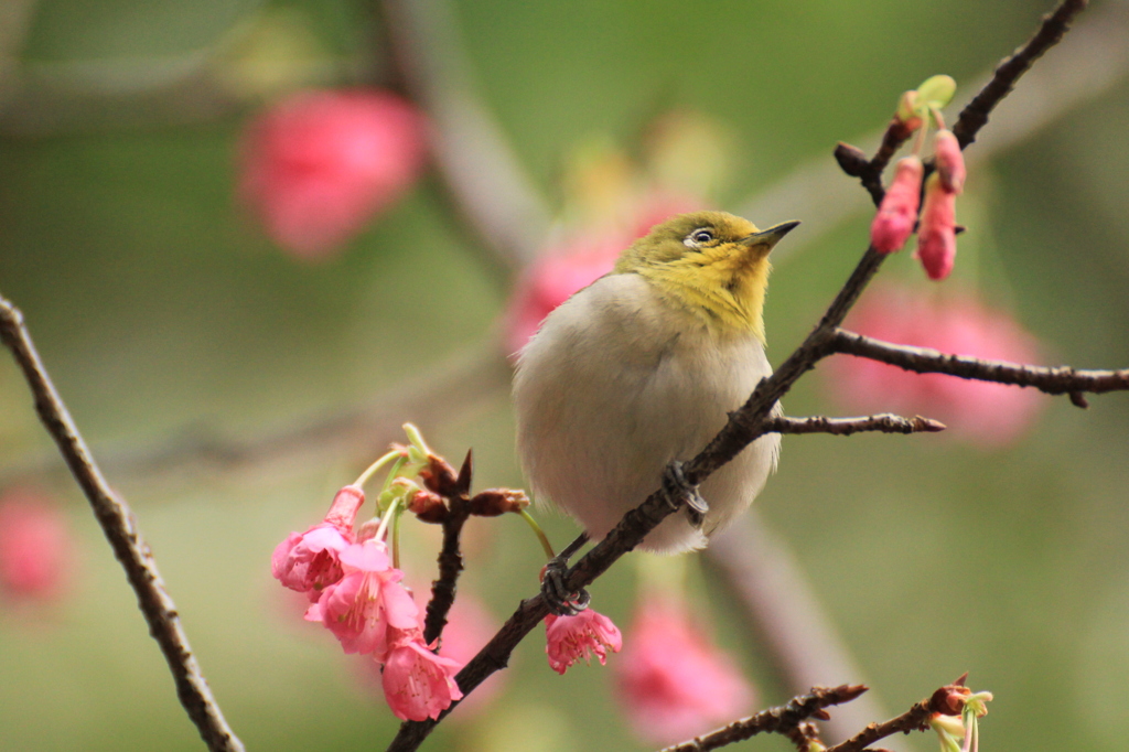 台北228公園のメジロ