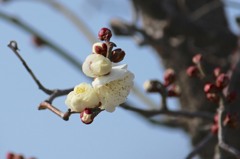 白梅♪