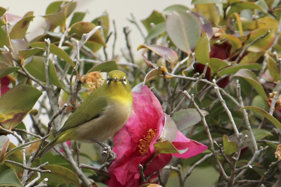 花メジロ♪