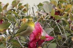 花メジロ♪