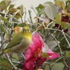 花メジロ♪