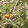 キラキラメジロさん♪