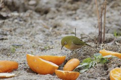 地面の上でじ〜っ♪