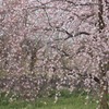 枝垂れる梅♪