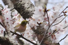 桜色メジロン♪