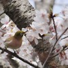 桜色メジロン♪