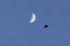 月をめざして〜♪