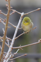 木の上からじ〜っ♪
