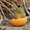 みかんに乗ったメジロちゃん♪