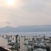 屈斜路湖の白鳥