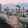 屈斜路湖の白鳥