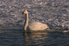 濤沸湖の白鳥