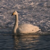 濤沸湖の白鳥