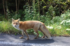 十勝岳のキタキツネ