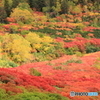 北海道　大雪山の紅葉