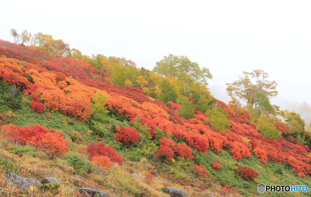 第一花園