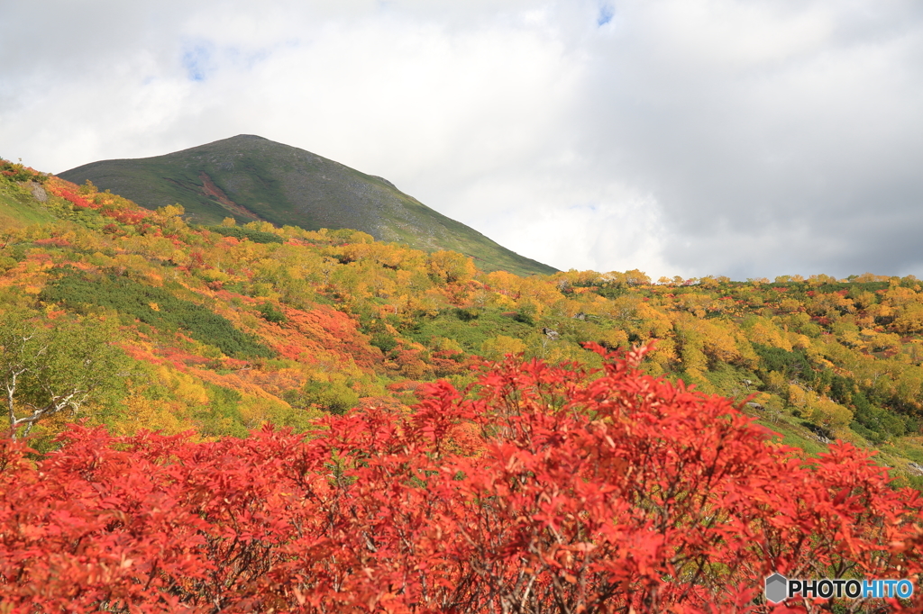 緑岳とナナカマド