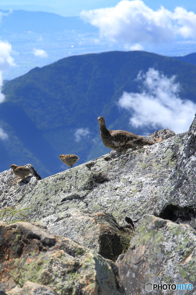 常念の雷鳥親子2